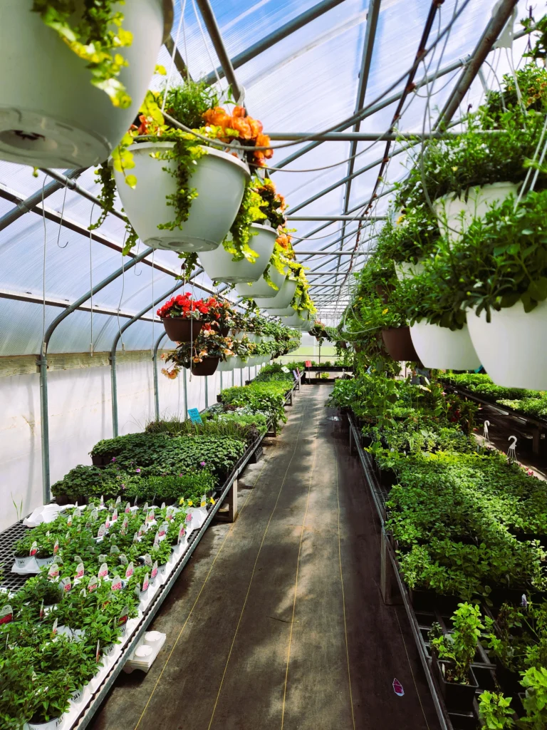 inside-greenhouse